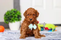 Mitch, a male Miniature Goldendoodle for sale in Sugarcreek, OH – Photo 1 of 6