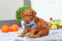 Mitch, a male Miniature Goldendoodle for sale in Sugarcreek, OH – Photo 6 of 6