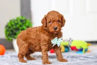 Mitch, a male Miniature Goldendoodle for sale in Sugarcreek, OH – Photo 4 of 6
