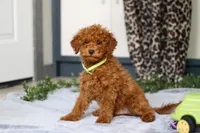 Mitch, a male Miniature Goldendoodle for sale in Sugarcreek, OH – Photo 2 of 4