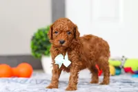 Mitch, a male Miniature Goldendoodle for sale in Sugarcreek, OH – Photo 3 of 6