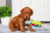 Mitch, a male Miniature Goldendoodle for sale in Sugarcreek, OH – Photo 2 of 6