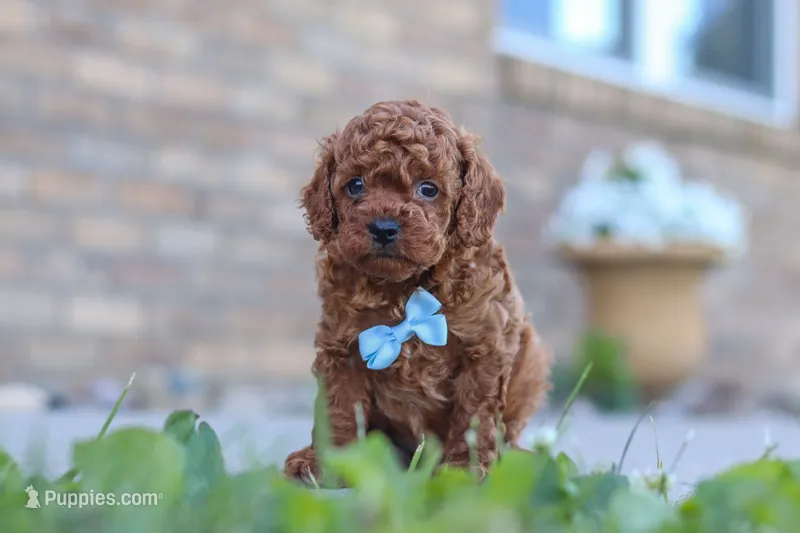 Teo, a male Cavapoo for sale in Sugarcreek, OH – 1 of 5