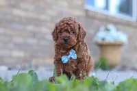 Teo, a male Cavapoo for sale in Sugarcreek, OH – 1 of 5