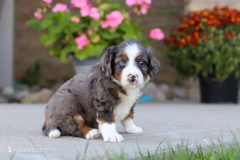 Macy – Miniature Bernedoodle puppy for sale in Sugarcreek, OH