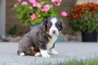 Macy, a female Miniature Bernedoodle for sale in Sugarcreek, OH – 1 of 6