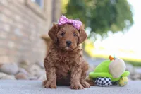 Evalyn, a female Miniature Goldendoodle for sale in Sugarcreek, OH – 3 of 5