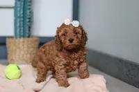 Lena, a female Cavapoo for sale in Sugarcreek, OH – 4 of 7