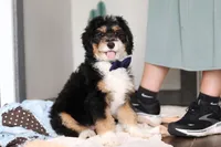 Brock, a male Miniature Bernedoodle for sale in Sugarcreek, OH – 6 of 7