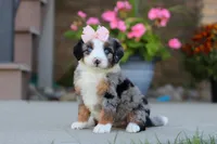 Maddie, a female Miniature Bernedoodle for sale in Sugarcreek, OH – 4 of 6