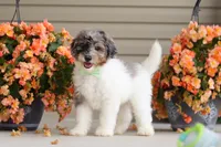 Dannie, a male Miniature Bernedoodle for sale in Sugarcreek, OH – 4 of 10