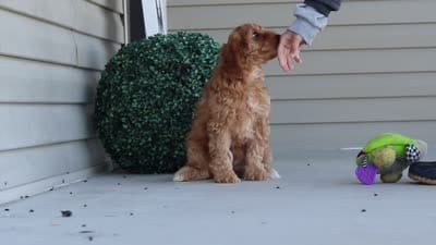 Jasmine, a female Miniature Labradoodle for sale in Sugarcreek, OH – 7 of 7