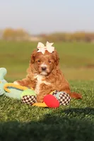 Olivia, a female Cavapoo for sale in Sugarcreek, OH – 2 of 7