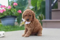 Kirby, a male Miniature Labradoodle for sale in Sugarcreek, OH – 3 of 6