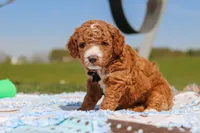 Cade, a male Goldendoodle for sale in Sugarcreek, OH – 4 of 6