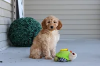 Jade, a female Miniature Labradoodle for sale in Sugarcreek, OH – 4 of 6