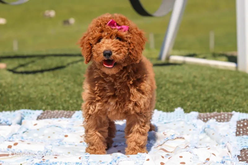 Tessa – Miniature Labradoodle puppy for sale in Sugarcreek, OH