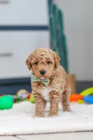 Maverick, a male Miniature Goldendoodle for sale in Sugarcreek, OH – Photo 7 of 7