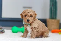 Maverick, a male Miniature Goldendoodle for sale in Sugarcreek, OH – Photo 4 of 7