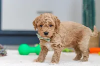 Maverick, a male Miniature Goldendoodle for sale in Sugarcreek, OH – Photo 5 of 7