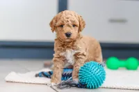 Maverick, a male Miniature Goldendoodle for sale in Sugarcreek, OH – Photo 6 of 7