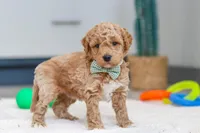 Maverick, a male Miniature Goldendoodle for sale in Sugarcreek, OH – Photo 2 of 7