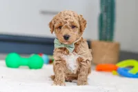 Maverick, a male Miniature Goldendoodle for sale in Sugarcreek, OH – Photo 1 of 7