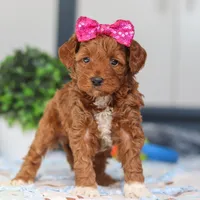 Nikki, a female Miniature Goldendoodle for sale in Sugarcreek, OH – Photo 4 of 6