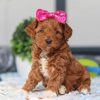 Nikki, a female Miniature Goldendoodle for sale in Sugarcreek, OH – Photo 5 of 6