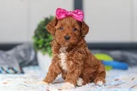 Nikki, a female Miniature Goldendoodle for sale in Sugarcreek, OH – Photo 5 of 6
