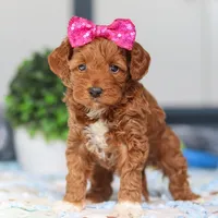 Nikki, a female Miniature Goldendoodle for sale in Sugarcreek, OH – Photo 3 of 6