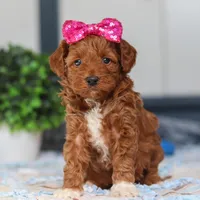 Nikki, a female Miniature Goldendoodle for sale in Sugarcreek, OH – Photo 2 of 6
