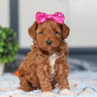 Nikki, a female Miniature Goldendoodle for sale in Sugarcreek, OH – Photo 6 of 6