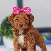 Nikki, a female Miniature Goldendoodle for sale in Sugarcreek, OH – Photo 1 of 6