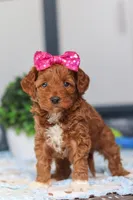 Nikki, a female Miniature Goldendoodle for sale in Sugarcreek, OH – Photo 1 of 6