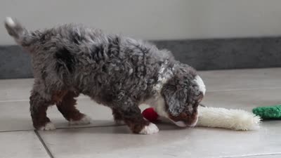 Gunner, a male Miniature Bernedoodle for sale in Sugarcreek, OH – 5 of 5
