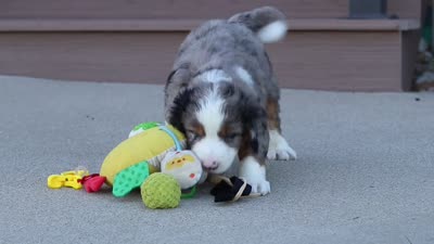 Mickey, a male Miniature Bernedoodle for sale in Sugarcreek, OH – 6 of 6