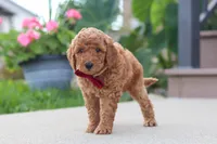 Kade, a male Miniature Labradoodle for sale in Sugarcreek, OH – 5 of 6