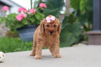 Kalea, a female Miniature Labradoodle for sale in Sugarcreek, OH – 2 of 6