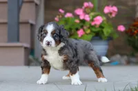 Macy, a female Miniature Bernedoodle for sale in Sugarcreek, OH – 5 of 6
