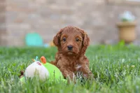 Elin, a female Miniature Goldendoodle for sale in Sugarcreek, OH – 4 of 5