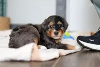 Duke, a male Miniature Bernedoodle for sale in Sugarcreek, OH – 3 of 10