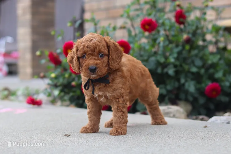 Kingstone – Miniature Labradoodle puppy for sale in Sugarcreek, OH