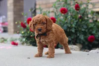 Kingstone, a male Miniature Labradoodle for sale in Sugarcreek, OH – 1 of 6