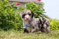 Gabe, a male Miniature Bernedoodle for sale in Sugarcreek, OH – 2 of 7
