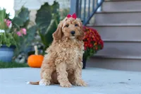 Jasmine, a female Miniature Labradoodle for sale in Sugarcreek, OH – 3 of 7