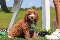 Cade, a male Goldendoodle for sale in Sugarcreek, OH – 4 of 5