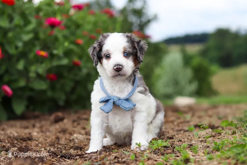 Huck – Miniature Bernedoodle puppy for sale in Sugarcreek, OH