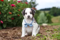 Huck, a male Miniature Bernedoodle for sale in Sugarcreek, OH – 1 of 6