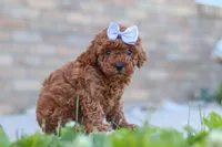 Marley, a female Cavapoo for sale in Sugarcreek, OH – 4 of 5